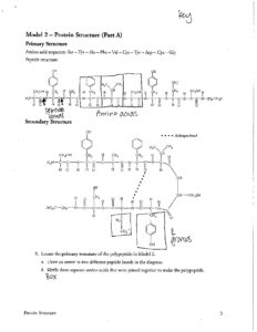 Biology Protein Structure Pogil Answer Key