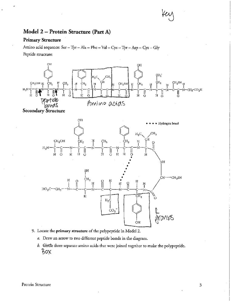 Biology Protein Structure Pogil Answer Key